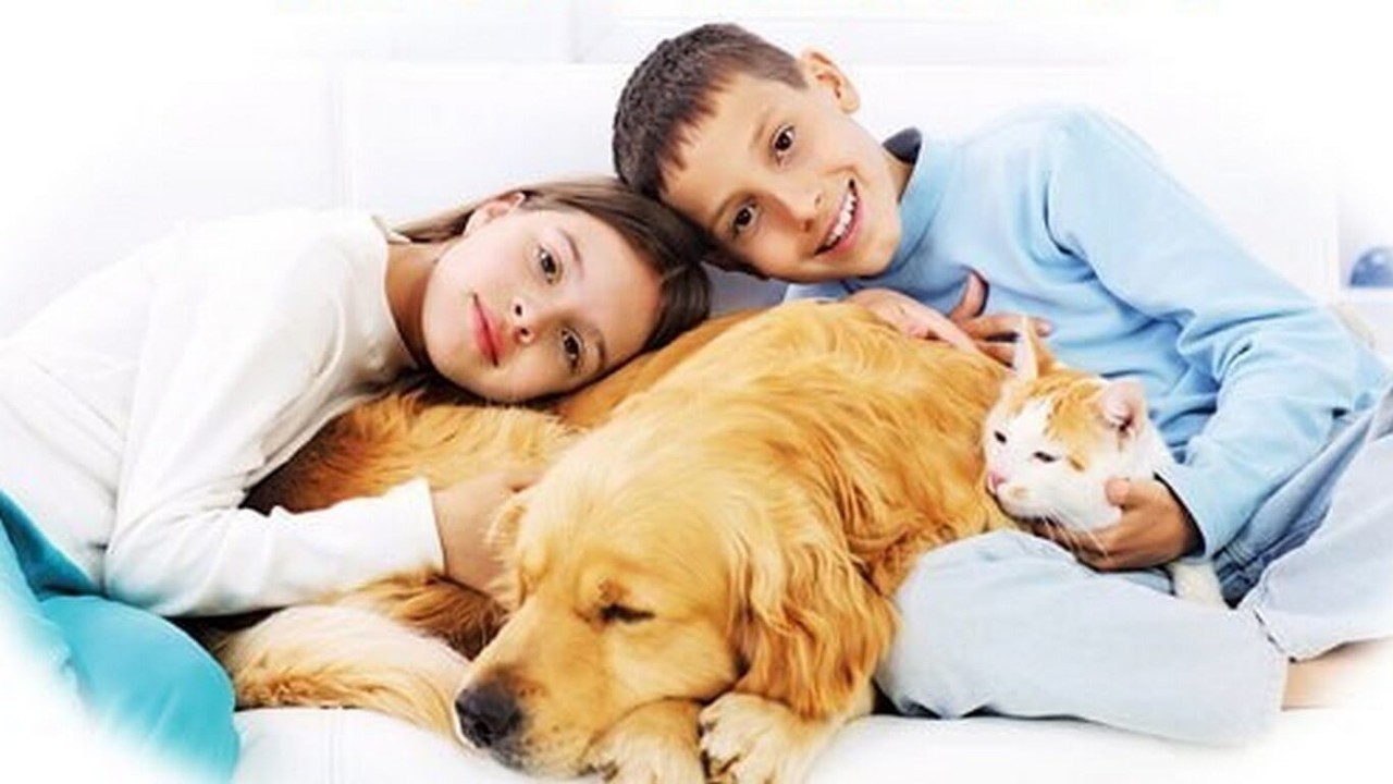 Lowcost Veterinários Amora